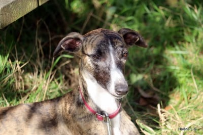 https://chiens-de-france.com/photo/chiens/2026_07/tn200/TN200_202607301018396a6b08df8b96b.jpg
