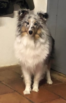 https://chiens-de-france.com/photo/chiens/2026_07/tn200/TN200_202607301512446a6b4dcc5aaf1.jpg
