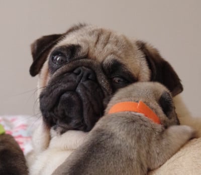 https://chiens-de-france.com/photo/chiens/2026_07/tn200/TN200_202607302233216a6bb51102efc.jpg