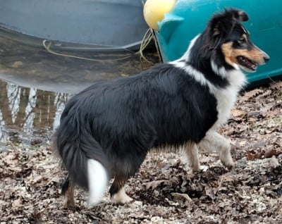 https://chiens-de-france.com/photo/chiens/2026_07/tn200/TN200_202607311202366a6c72bc7985e.jpg