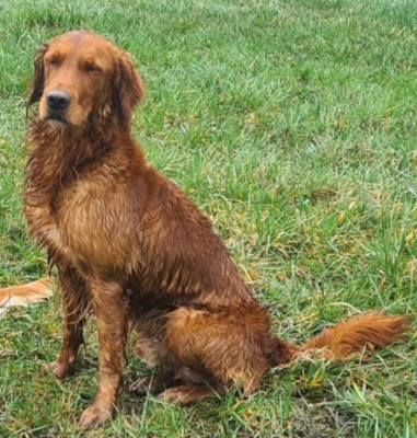 https://chiens-de-france.com/photo/chiens/2026_07/tn200/TN200_202607311444056a6c9895da19b.png