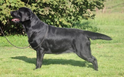 https://chiens-de-france.com/photo/chiens/2026_07/tn200/TN200_202607311937066a6cdd42b6077.jpg