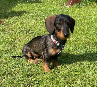 https://chiens-de-france.com/photo/chiens/2026_07/tn200/TN200_202608041924266a72204a0c863.jpg