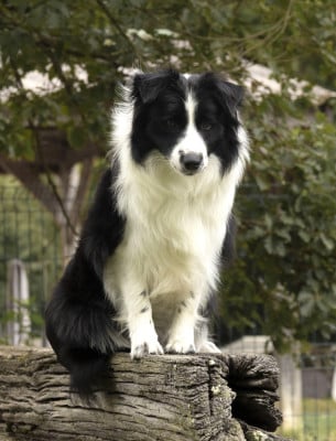 https://chiens-de-france.com/photo/chiens/2026_07/tn200/TN200_202608051609486a73442cbb659.jpg