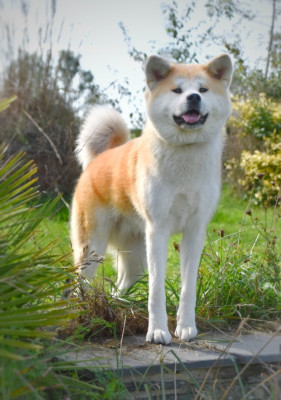 CH. Vega Of Imperial Kitsune Of Imperial Kitsune