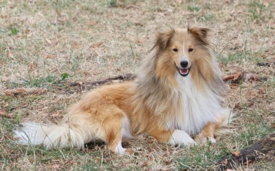 https://chiens-de-france.com/photo/chiens/2026_08/tn200/TN200_202608011300056a6dd1b59f4a8.jpg