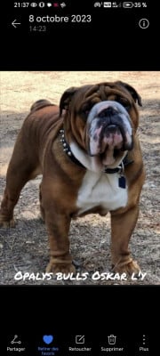 Opalys Bulls Opalys bulls Oskar l'y