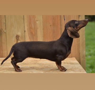 https://chiens-de-france.com/photo/chiens/2026_08/tn200/TN200_202608011942406a6e301051439.jpg