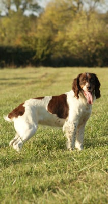 https://chiens-de-france.com/photo/chiens/2026_08/tn200/TN200_202608012004556a6e3547cec04.jpg