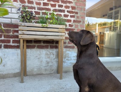 https://chiens-de-france.com/photo/chiens/2026_08/tn200/TN200_202608020951286a6ef70067fe4.jpg