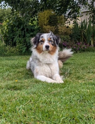 https://chiens-de-france.com/photo/chiens/2026_08/tn200/TN200_202608021103186a6f07d613b45.jpg