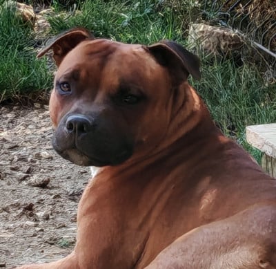 https://chiens-de-france.com/photo/chiens/2026_08/tn200/TN200_202608021520586a6f443a439fe.jpg