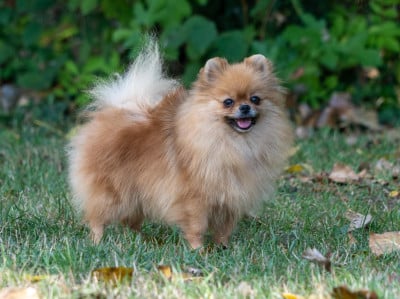 https://chiens-de-france.com/photo/chiens/2026_08/tn200/TN200_202608022037286a6f8e68bcf2e.jpg