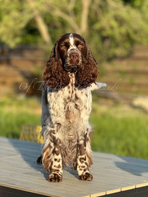 https://chiens-de-france.com/photo/chiens/2026_08/tn200/TN200_202608022125426a6f99b6e07b1.jpg