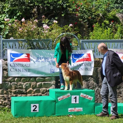 https://chiens-de-france.com/photo/chiens/2026_08/tn200/TN200_202608022132036a6f9b33cf327.jpg