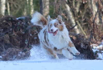 https://chiens-de-france.com/photo/chiens/2026_08/tn200/TN200_202608031100136a70589d189bd.jpg
