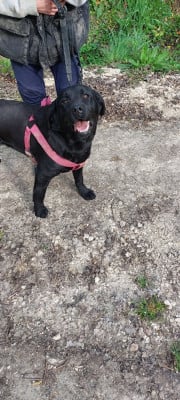https://chiens-de-france.com/photo/chiens/2026_08/tn200/TN200_202608031621346a70a3ee7cb81.jpg