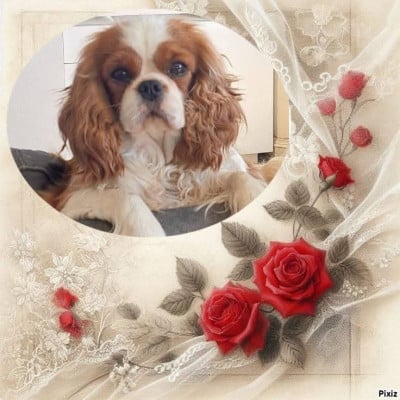 https://chiens-de-france.com/photo/chiens/2026_08/tn200/TN200_202608031953376a70d5a12df05.jpg