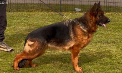 https://chiens-de-france.com/photo/chiens/2026_08/tn200/TN200_202608040909566a719044a064b.jpg