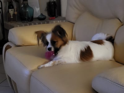 https://chiens-de-france.com/photo/chiens/2026_08/tn200/TN200_202608041930366a7221bc75a3f.jpg