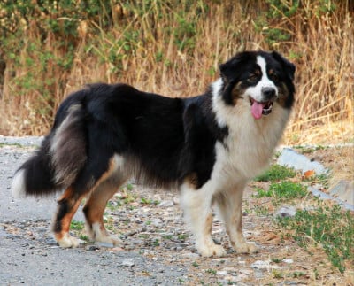 https://chiens-de-france.com/photo/chiens/2026_08/tn200/TN200_202608050809036a72d37f1adf6.jpg
