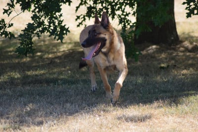 https://chiens-de-france.com/photo/chiens/2026_08/tn200/TN200_202608060805406a742434b0694.jpg
