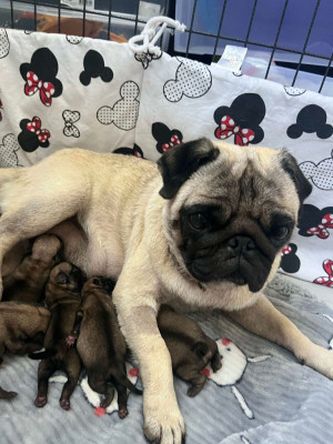 https://chiens-de-france.com/photo/chiens/2026_08/tn200/TN200_202608061750226a74ad3e27955.jpg