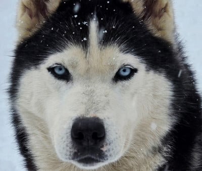 https://chiens-de-france.com/photo/chiens/2026_08/tn200/TN200_202608061843186a74b9a674f97.jpg