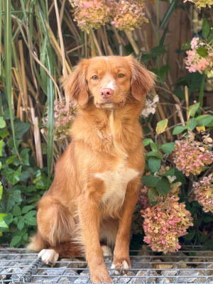 https://chiens-de-france.com/photo/chiens/2026_08/tn200/TN200_202608071140296a75a80d6dd1f.png