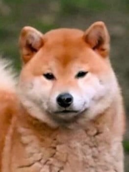 https://chiens-de-france.com/photo/chiens/2026_08/tn200/TN200_202608071459536a75d6c99af4e.jpg