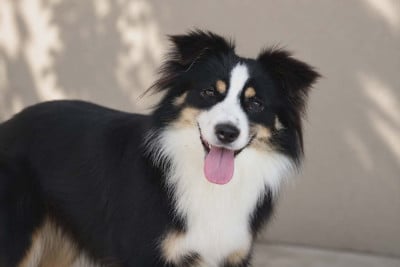 https://chiens-de-france.com/photo/chiens/2026_08/tn200/TN200_202608071540246a75e048d2535.jpg
