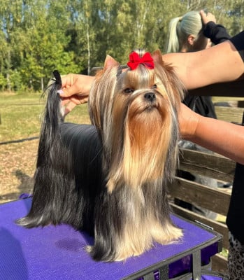 https://chiens-de-france.com/photo/chiens/2026_08/tn200/TN200_202608071556516a75e42328c6a.jpg