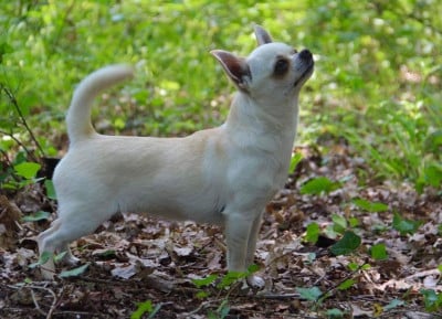 https://chiens-de-france.com/photo/chiens/2026_08/tn200/TN200_202608081331426a77139e74854.jpg