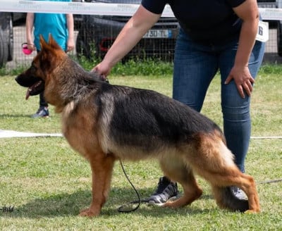 https://chiens-de-france.com/photo/chiens/2026_08/tn200/TN200_202608091058426a7841429ef2e.jpg
