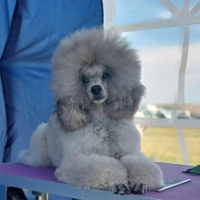 https://chiens-de-france.com/photo/chiens/2026_08/tn200/TN200_202608091627096a788e3daff60.jpg