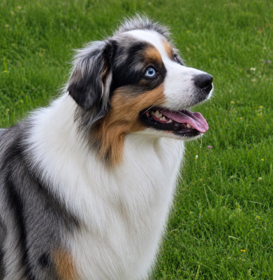 voltt by activ dog Normandy by activ dog normandy