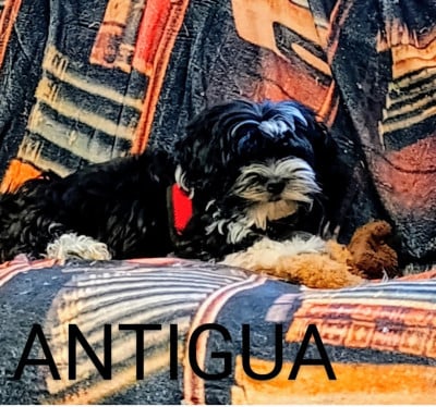 https://chiens-de-france.com/photo/chiens/2026_08/tn200/TN200_202608111446396a7b19af7de1d.jpg