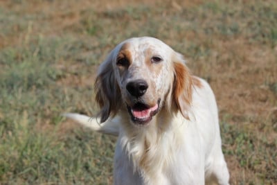 https://chiens-de-france.com/photo/chiens/2026_08/tn200/TN200_202608111755546a7b460a40f1b.jpg