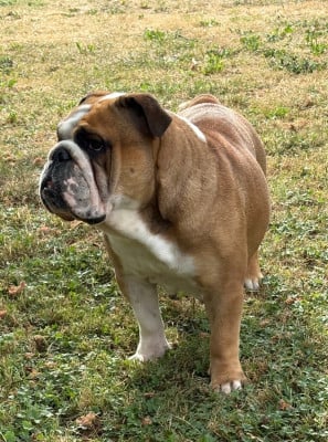 https://chiens-de-france.com/photo/chiens/2026_08/tn200/TN200_202608121136126a7c3e8ce8d95.jpg