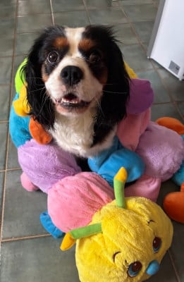 https://chiens-de-france.com/photo/chiens/2026_08/tn200/TN200_202608121716416a7c8e5900d8c.jpg