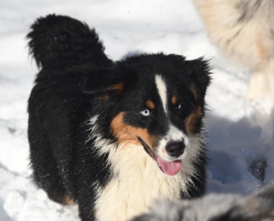 https://chiens-de-france.com/photo/chiens/2026_08/tn200/TN200_202608121717586a7c8ea68f9ce.jpg