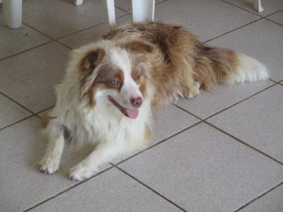 https://chiens-de-france.com/photo/chiens/2026_08/tn200/TN200_202608121836236a7ca107eb3ec.jpg
