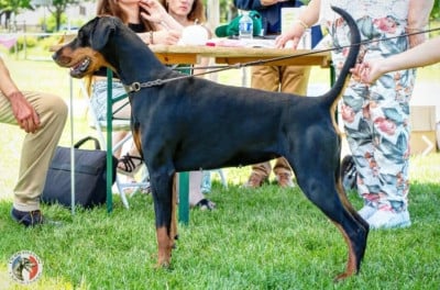 https://chiens-de-france.com/photo/chiens/2026_08/tn200/TN200_202608130808546a7d5f7692c25.jpg