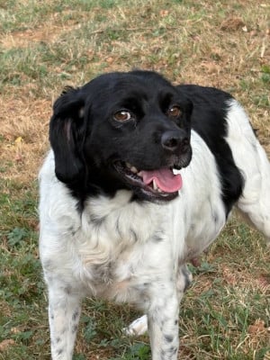 https://chiens-de-france.com/photo/chiens/2026_08/tn200/TN200_202608131153506a7d942e0ecca.jpg