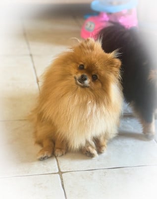 https://chiens-de-france.com/photo/chiens/2026_08/tn200/TN200_202608131233196a7d9d6fe1e46.jpg