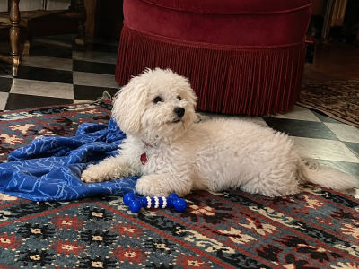 https://chiens-de-france.com/photo/chiens/2026_08/tn200/TN200_202608131550316a7dcba764644.png