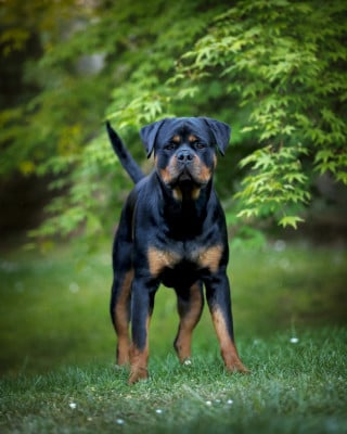 https://chiens-de-france.com/photo/chiens/2026_08/tn200/TN200_202608131803136a7deac1691cd.jpg