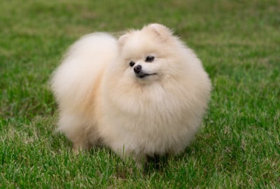 https://chiens-de-france.com/photo/chiens/2026_08/tn200/TN200_202608141103006a7ed9c4b206b.jpg