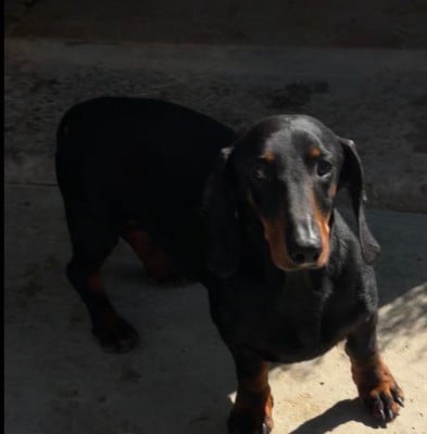 https://chiens-de-france.com/photo/chiens/2026_08/tn200/TN200_202608141445046a7f0dd0797d8.jpg