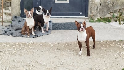 https://chiens-de-france.com/photo/chiens/2026_08/tn200/TN200_202608141616566a7f23583e6cc.jpg